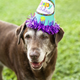 Illustration for article titled 6 Dogs Who Know How To Have Fun